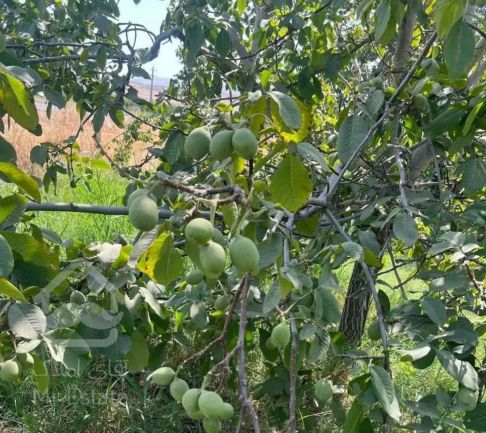 باغ 2000 متری در منطقه آزاد مازندران