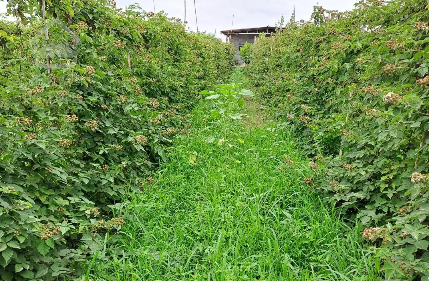 فروش خونه باغ در ذغالچال ساری