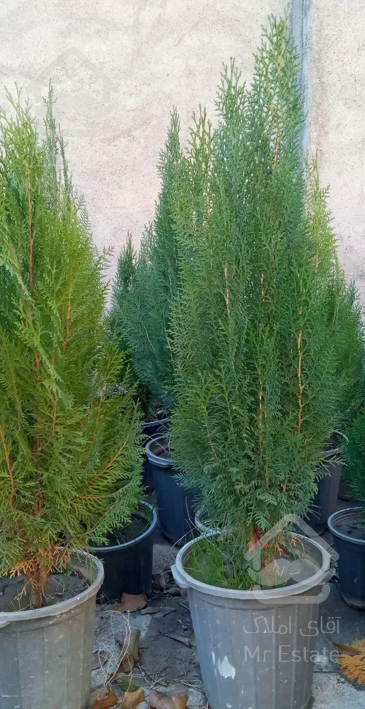 نهال انواع کاج و سرو ودرختان فضای سبز