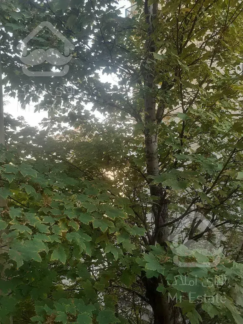 اجاره و رهن آپارتمان زعفرانیه 150  متر اکازيون