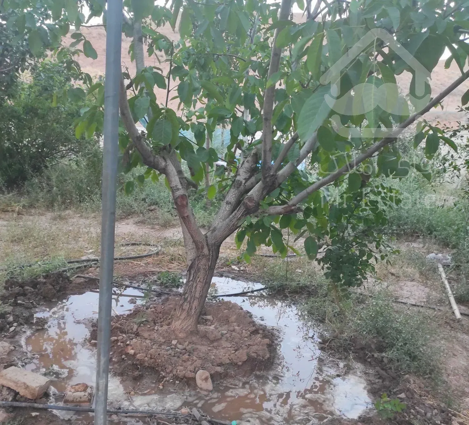 فروش باغ ۴۰۰ در کیلان فرصتی برای زندگی آرام