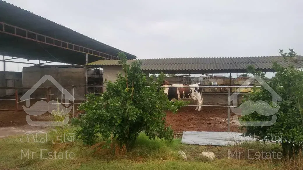 یک هکتار باغ مرکبات