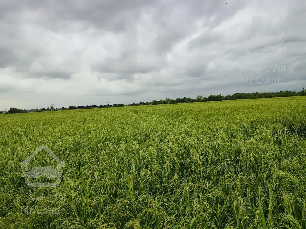 زمین شالی (بیجار) رشت