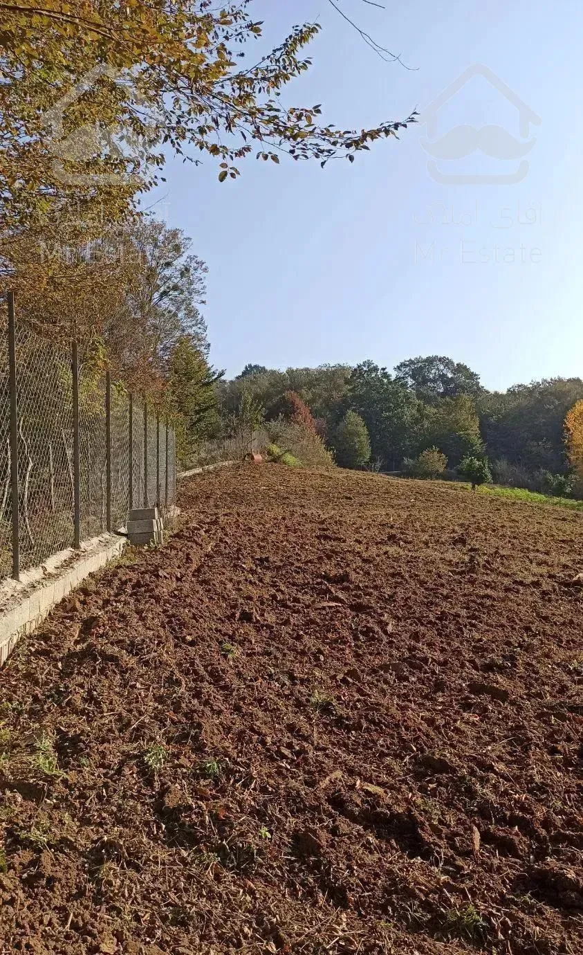 زمین جنگلی قادیکلای بزرگ با موقعیت تجاری  قادیکلا