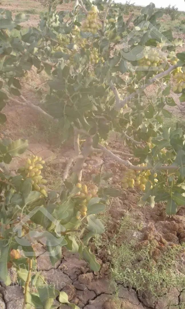 7هکتار باغ پسته نیشابور