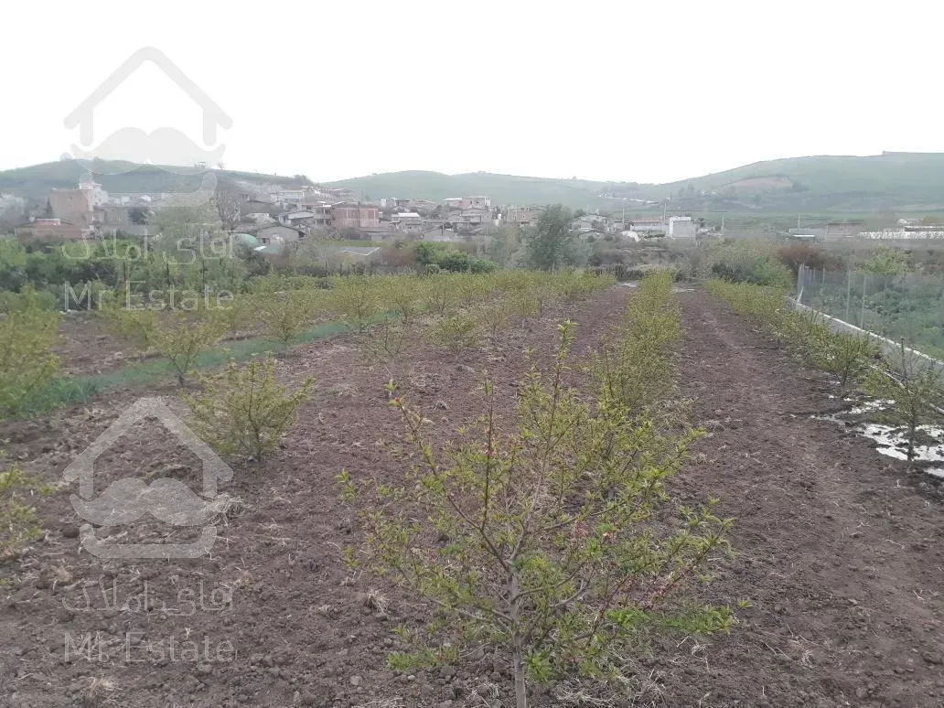 باغ درخت شلیل