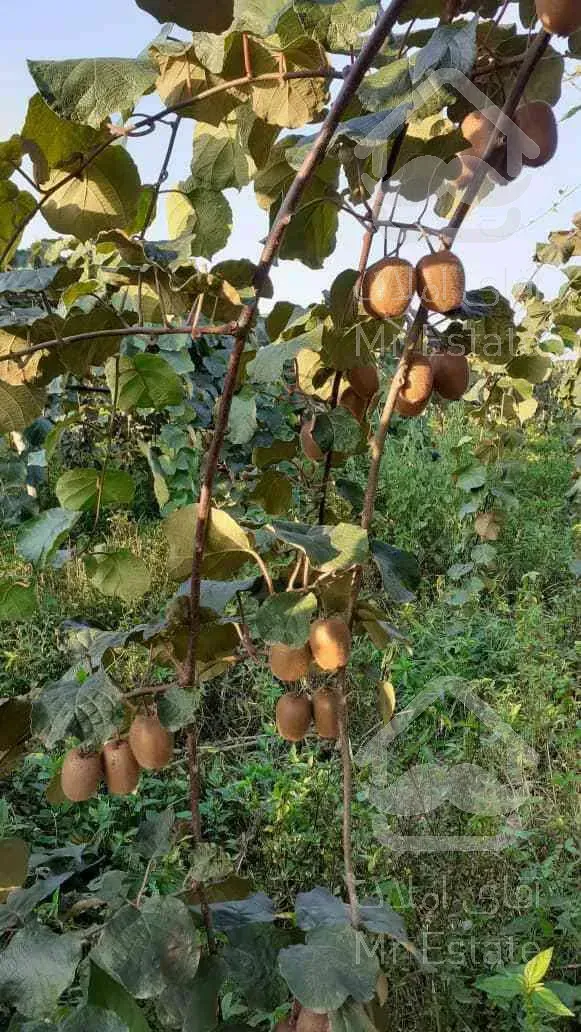 باغ کیوی سند دار پرمحصول