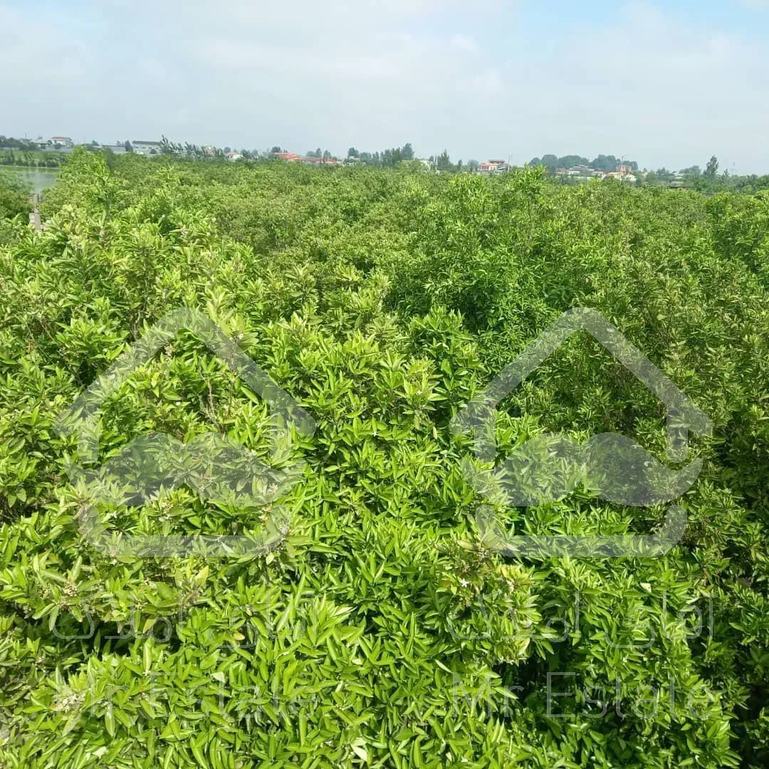 یک هکتار باغ مرکبات