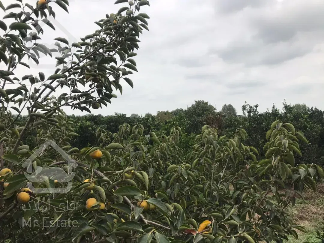 باغ 500مترمربع. محصور. غیربومی. قابل ساخت