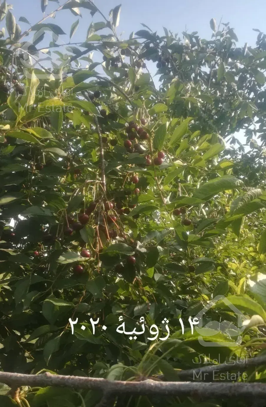 خدمات باغبانی فضای سبز وسمپاشی باسموم اورجینال