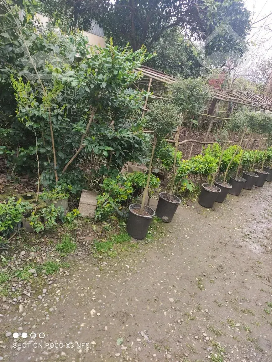 فروش ویلای کلنگی قابل سکونت