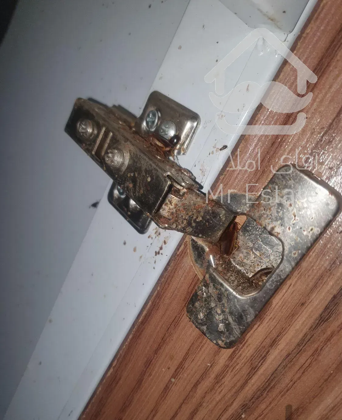 سمپاشی/موریانه زدایی سم پاشی سوسک با ضمانت ۳۰ ساله