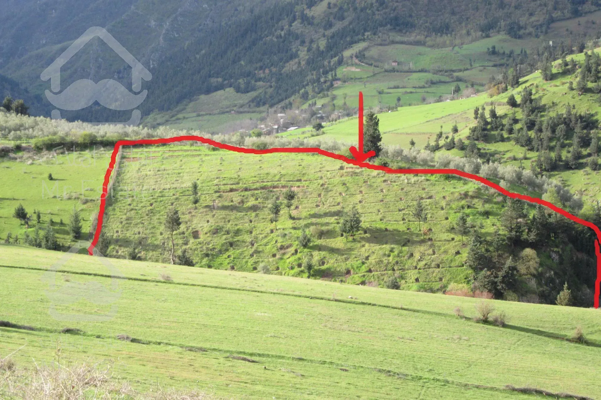 *باغ زیتون ومیوه در کنار رود  * بهشت گیلا ن*