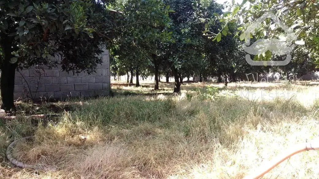 فروش باغ مرکبات و کیوی با قابلیت شهرک سازی