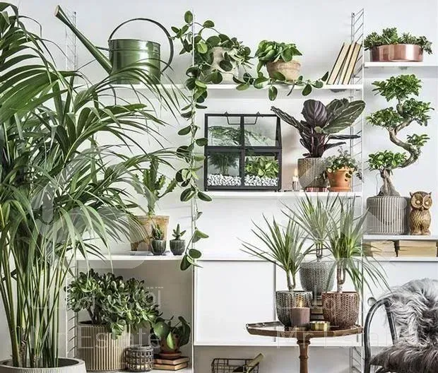 باغبانی سمپاشی تعویض خاک گلدون در سراسر تهران