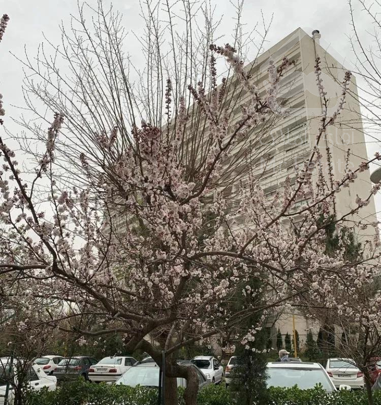 آپارتمان /۲ خواب / ۱۳۱ متر