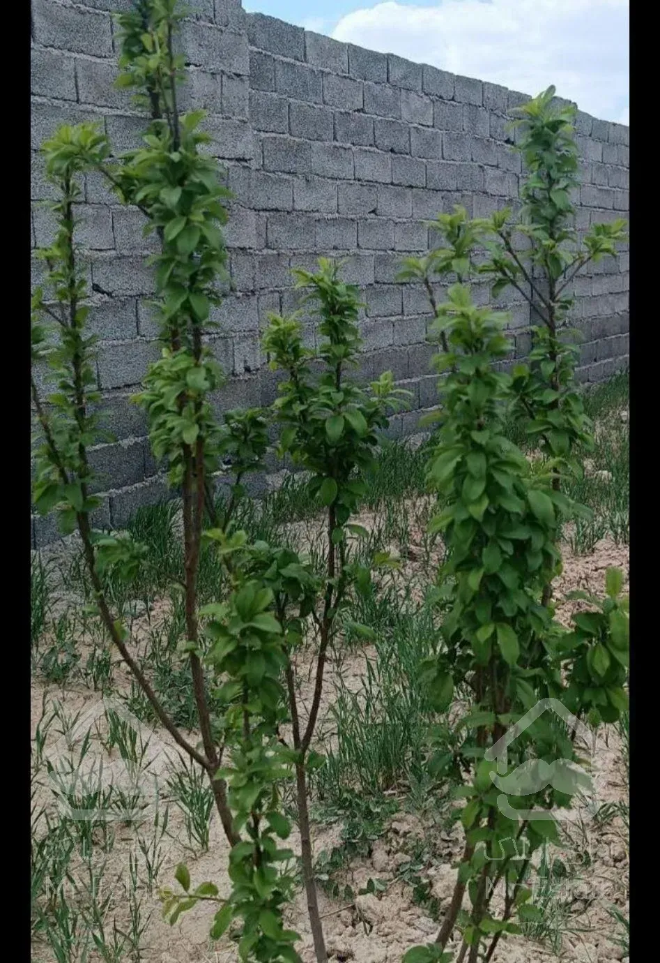 باغ ۴ دیواری/درختان ۳ ساله
