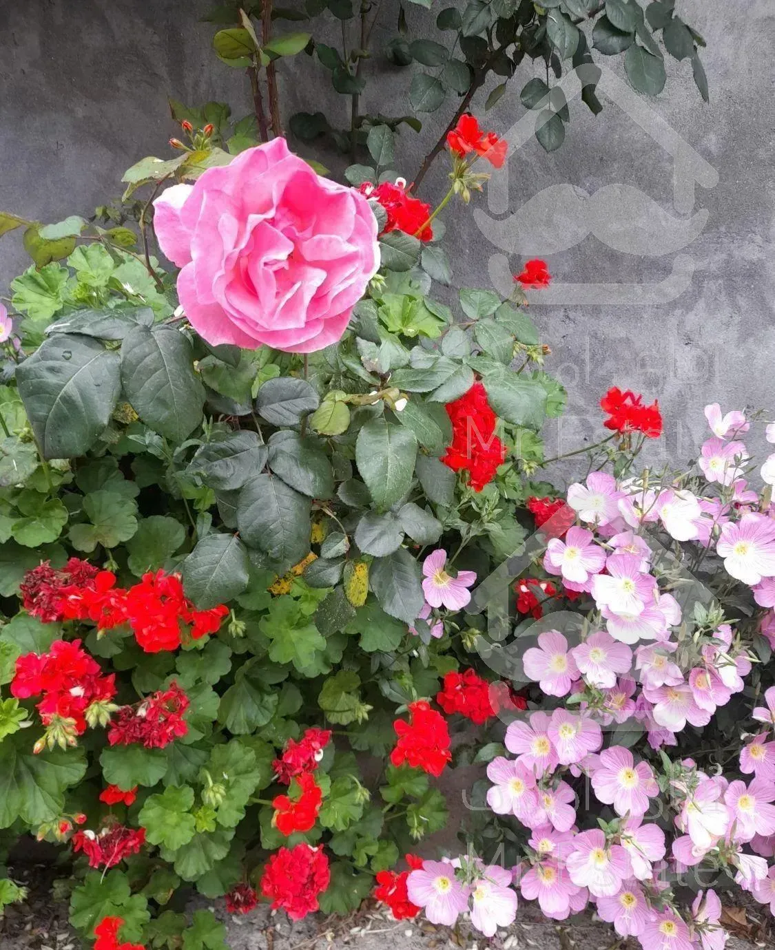 اجاره روزانه دوخابه تمیز و خوش منظره وامن