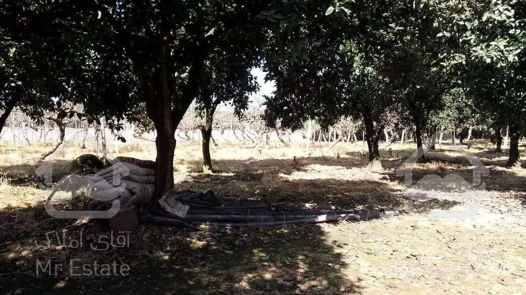 فروش باغ مرکبات و کیوی با قابلیت شهرک سازی