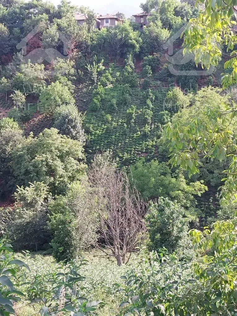 باغ ۳۰۰۰ متری