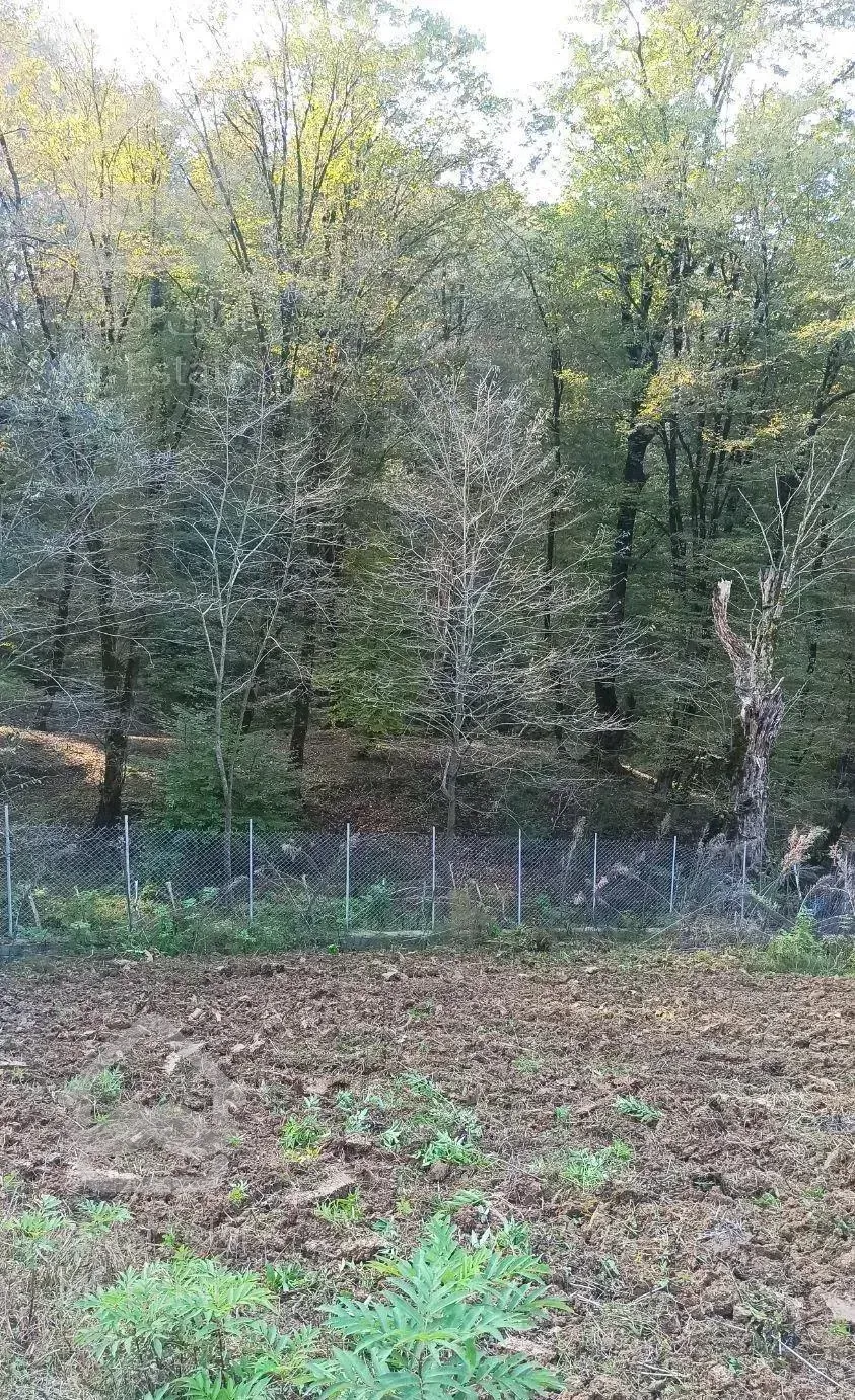 زمین جنگلی قادیکلای بزرگ با موقعیت تجاری  قادیکلا