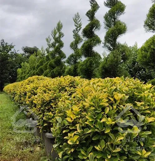 تولید گل و گیاه بیرونی و اجرای فضای سبز