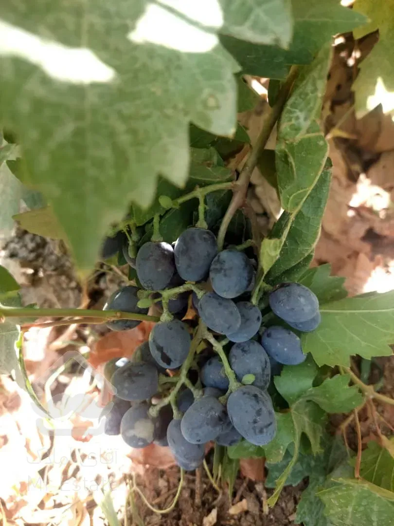 کردان جنوبی رامجین ۵۱۷ متر