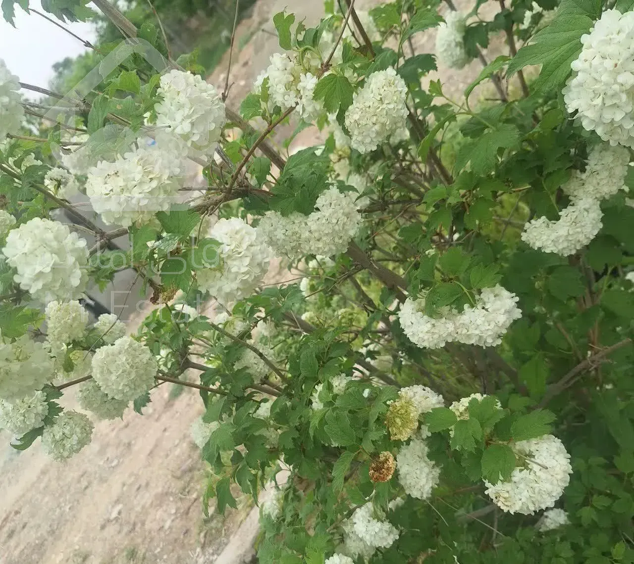 باغچه ۲۶۵ متری چهار دیواری در سهیلیه