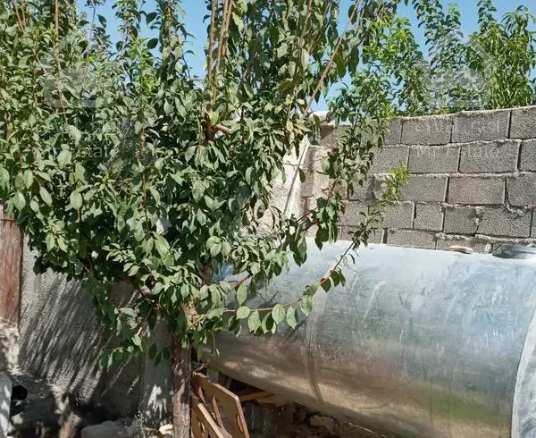 ۳۵۰متر باغچه چهارباغ قوهه رامجین