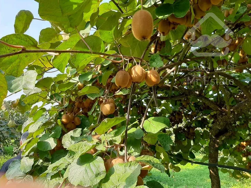 فروش باغ کیوی ۵هکتار رشت سنگر