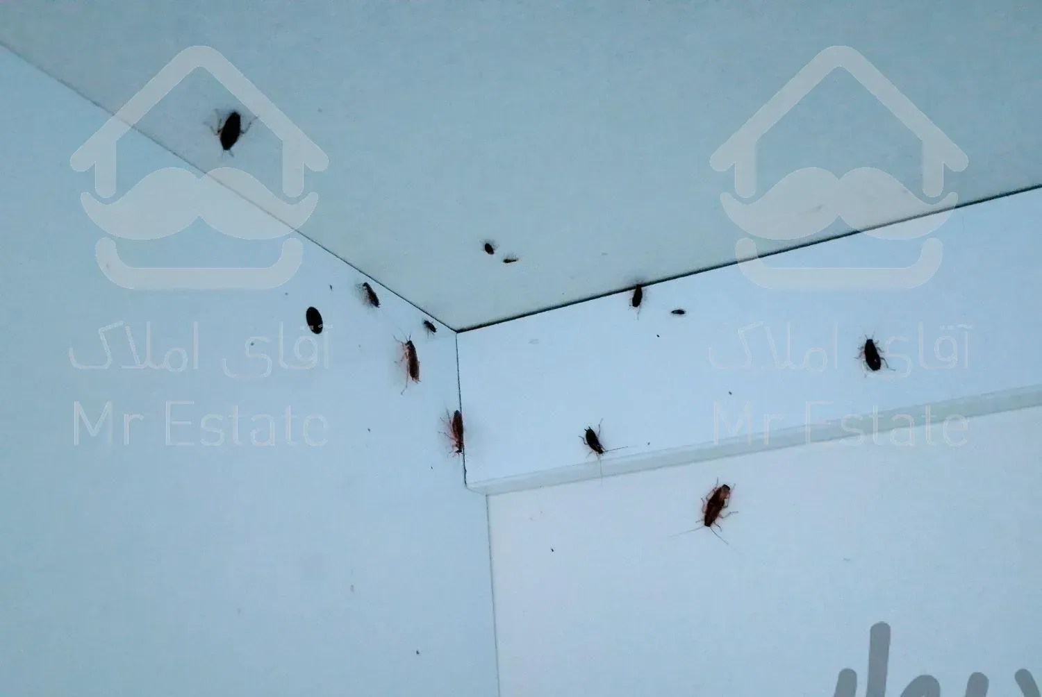 سمپاشی تضمینی سم پاشی سوسک کنه موش ساس موریانه