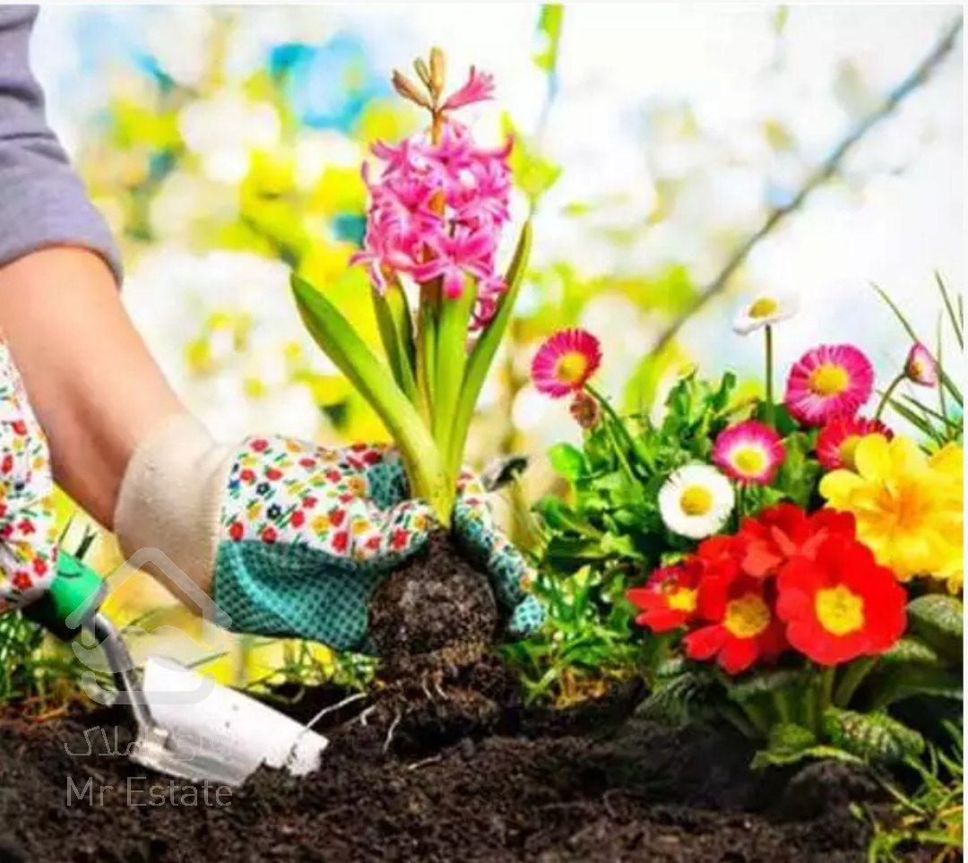 خدمات تعویض خاک گلدان گل و گیاه آپارتمانی شمعدونی