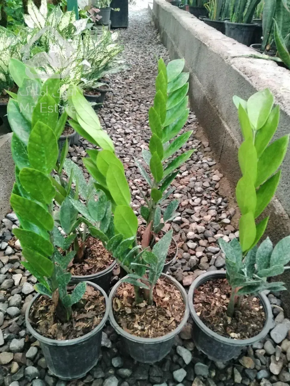 فروش گلخانه ،،سقف متحرک