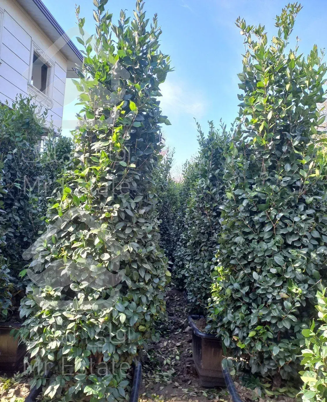 فروش انواع گل و گیاه به صورت عمده