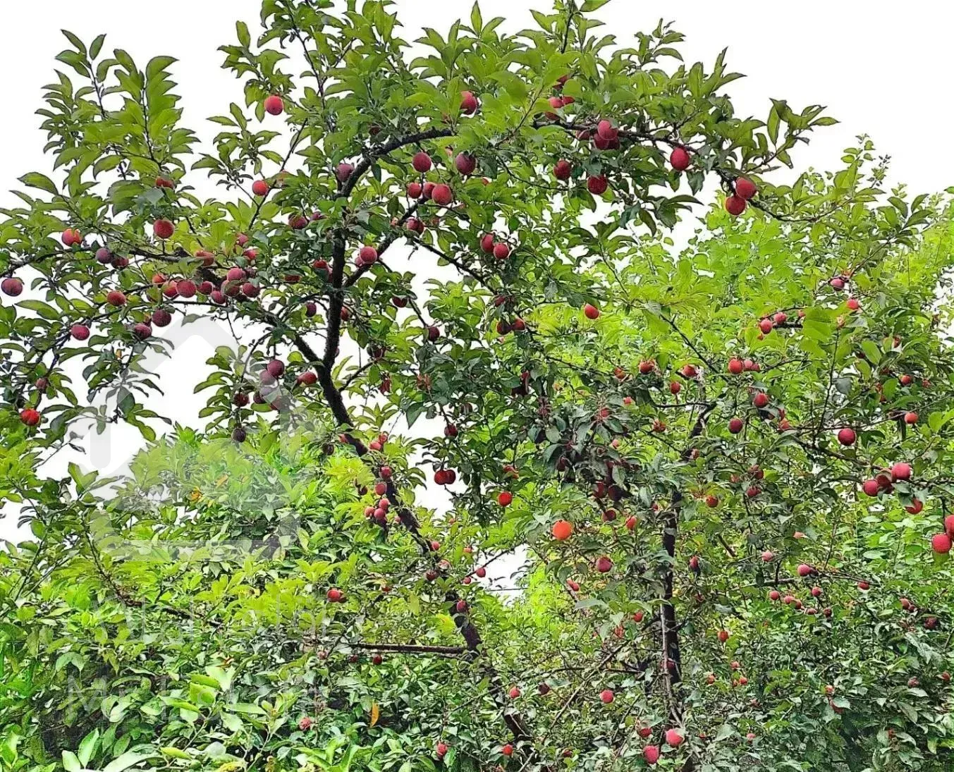 فروش ویلا باغ زنگشا محله