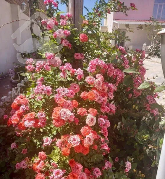 تهاترخانه ویلایی ۵۰۰متری مشهد باکیش