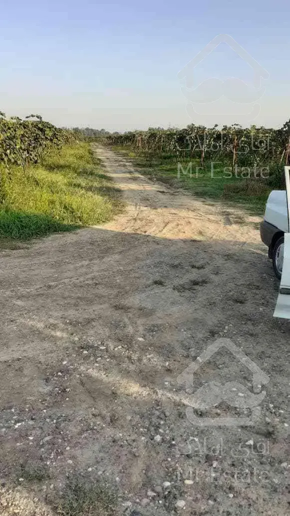 باغ کیوی سند دار پرمحصول