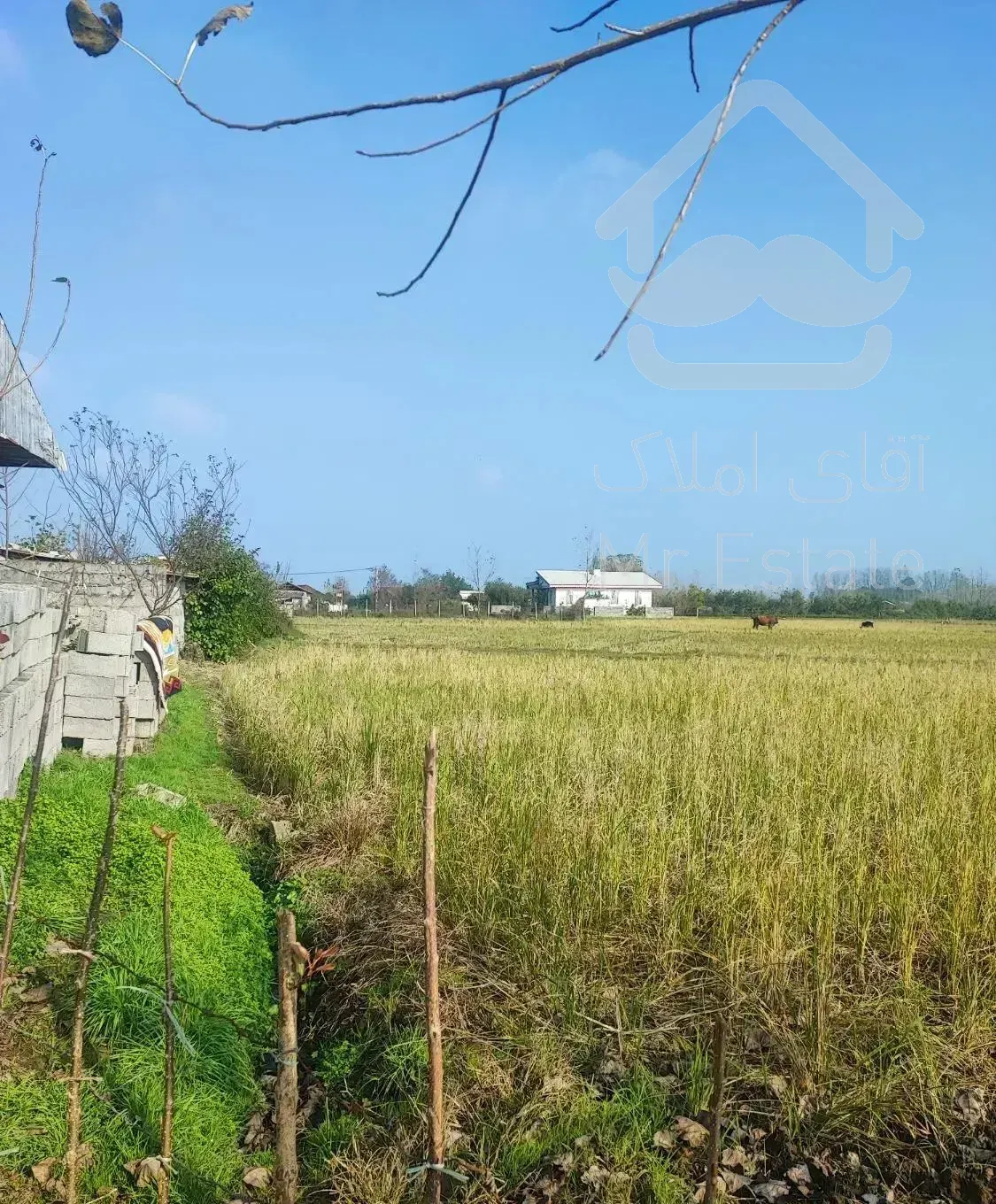 خانه و شالیزار چسب هم /سندتکبرگ منطقه آزاد/۸۳۰۰متر