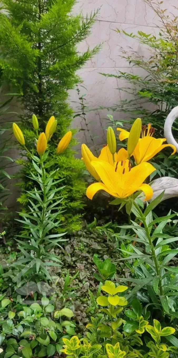 فروش آپارتمان ، یک واحد ۱۱۶ متری در لنگرود