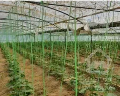 فروش باغ پسته و گلخانه