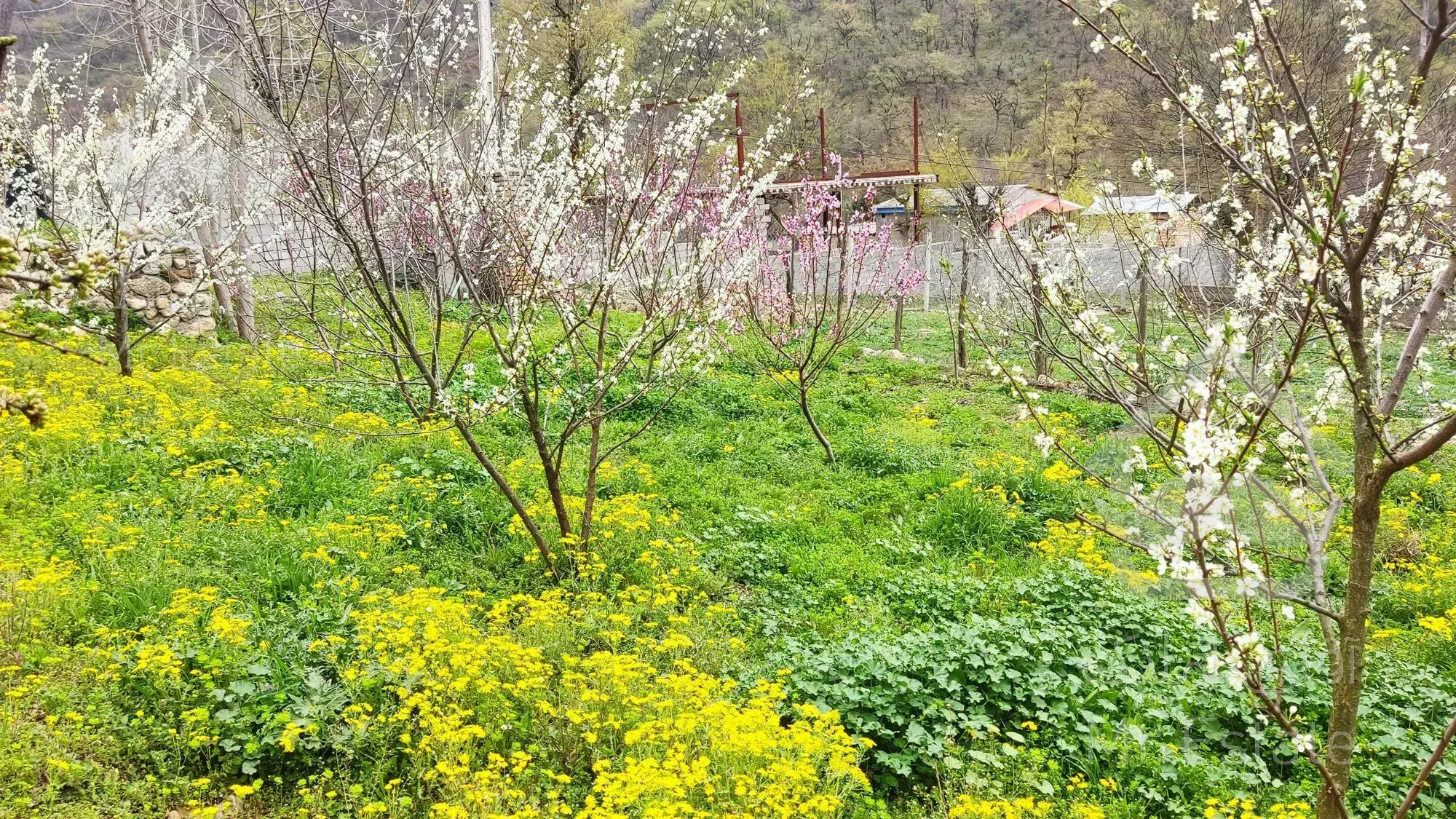 فروش خانه ویلایی۹۰متری همراه باغ و یک واحد دامداری