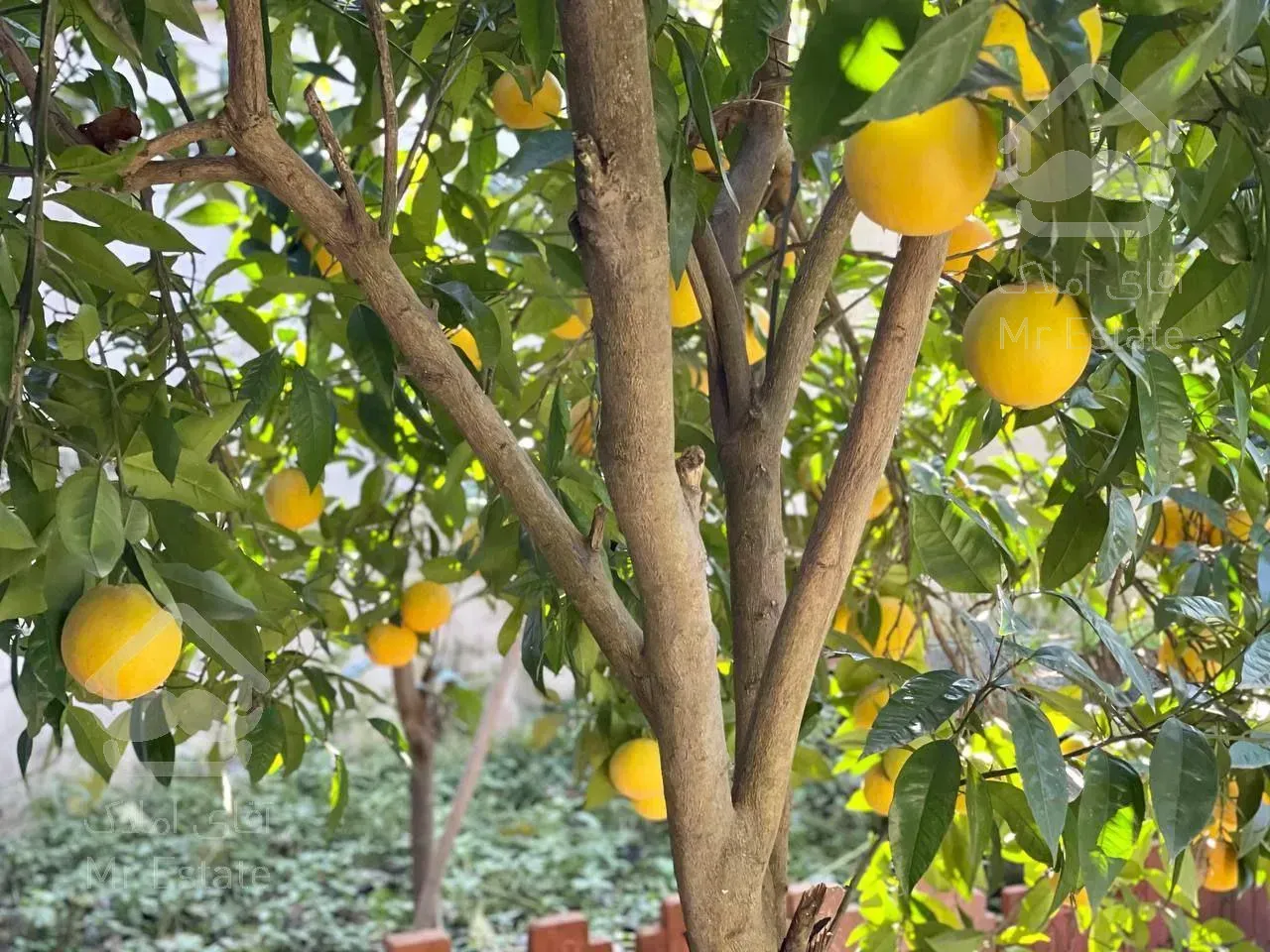 فرووش فووری ویلا باغ در منطقه ی خوش نشین و برند ۳۱۰ متری در آمل