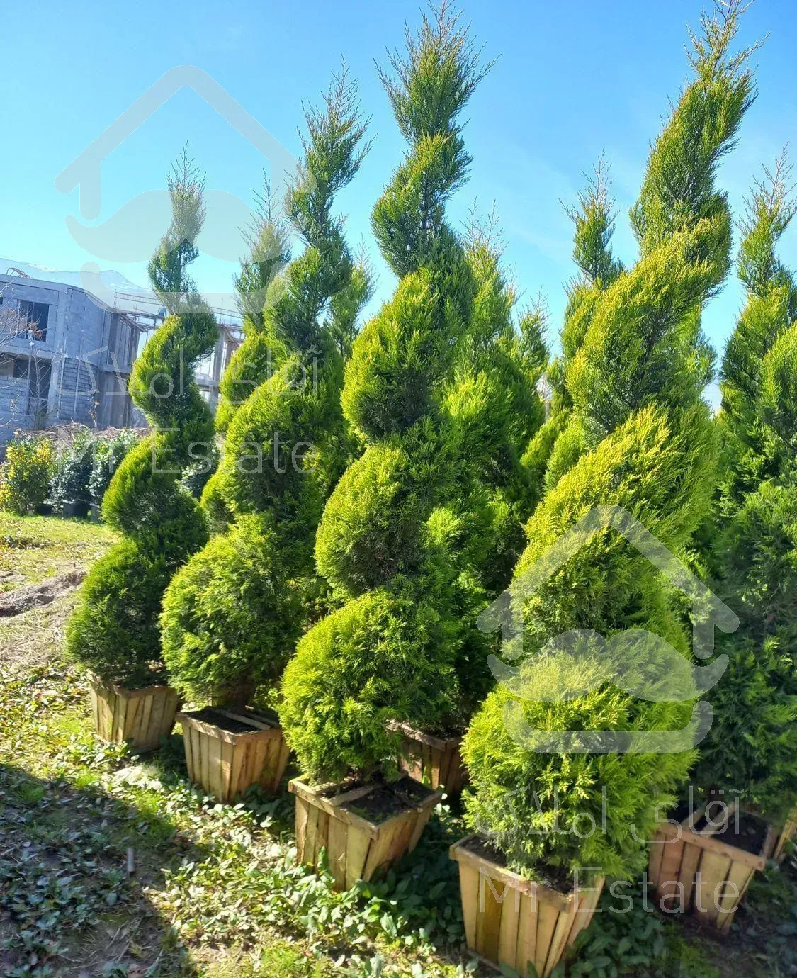 فروش انواع گل و گیاه به صورت عمده