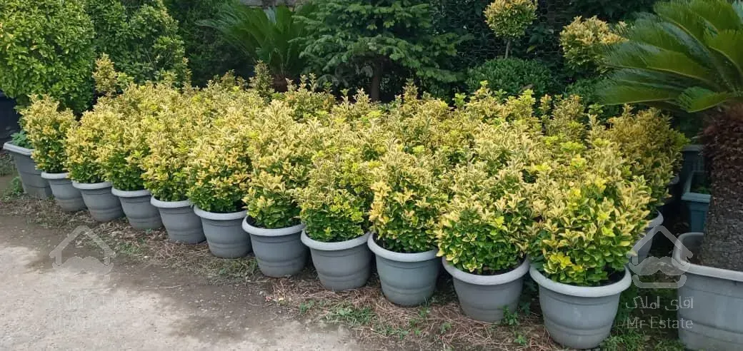 نهال،گل وگیاه،نهالستان،درختچه های تزئینی، فضای سبز، باغبانی