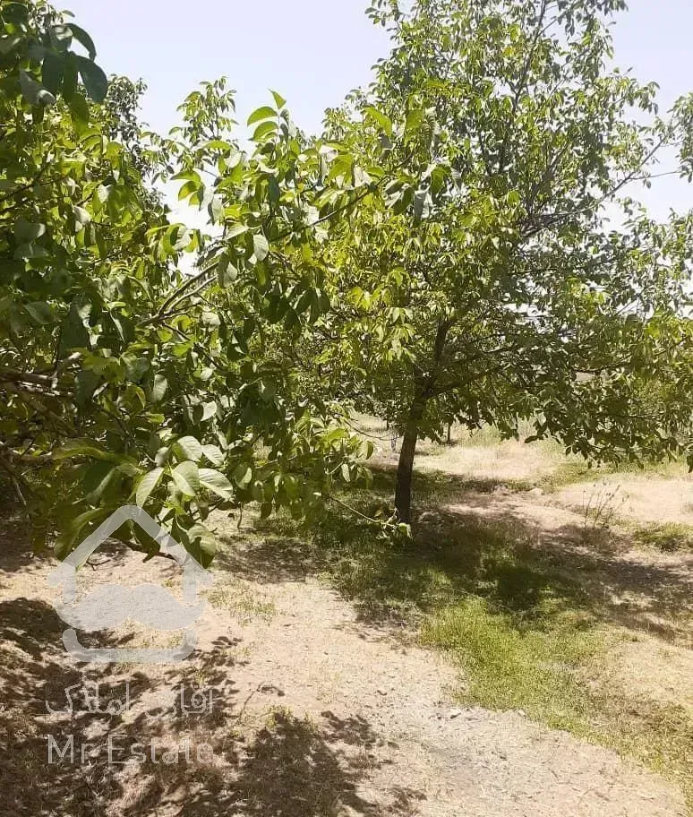 باغ میوه  چشم انداز خیلی عالی