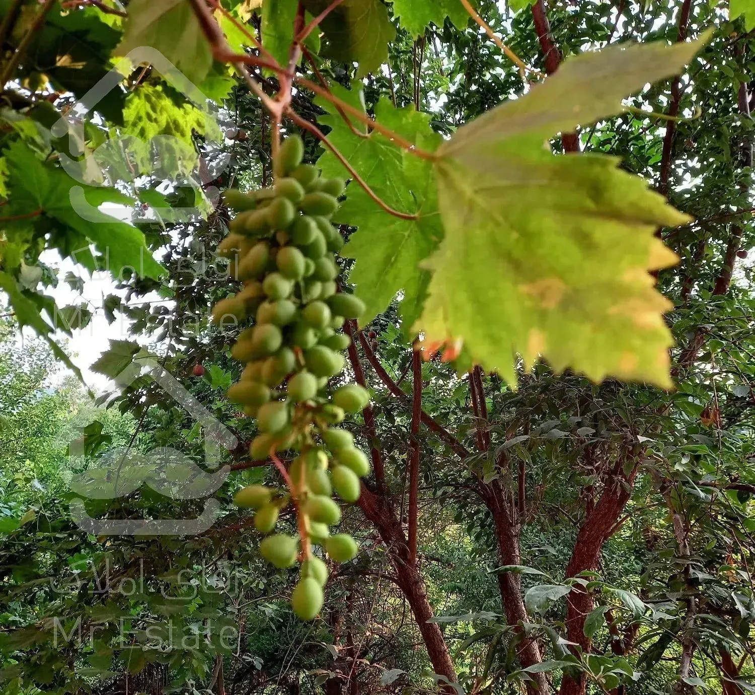 اجاره ویلا جنگلی دربست با ویو ابدی