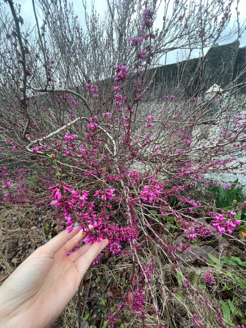 خونه باغ با قیمت استثنایی در جاده سرخرود۴۰۰متری