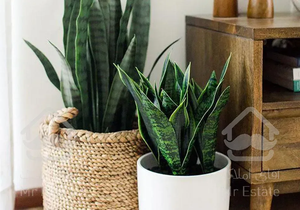 بونسای سریسا