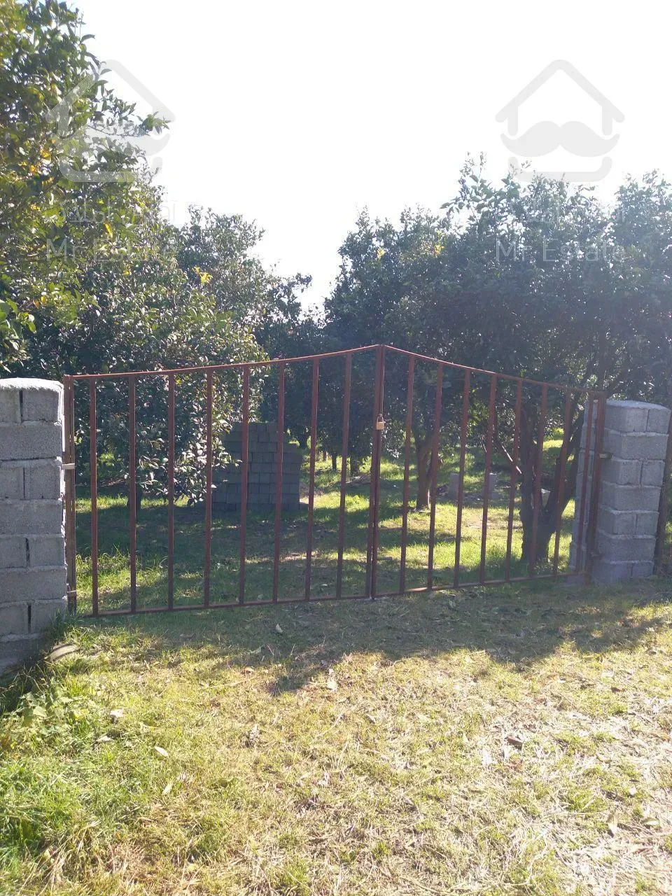 فروش باغ مرکبات لوکس،دارای یک جواز و چسبیدا به بافت