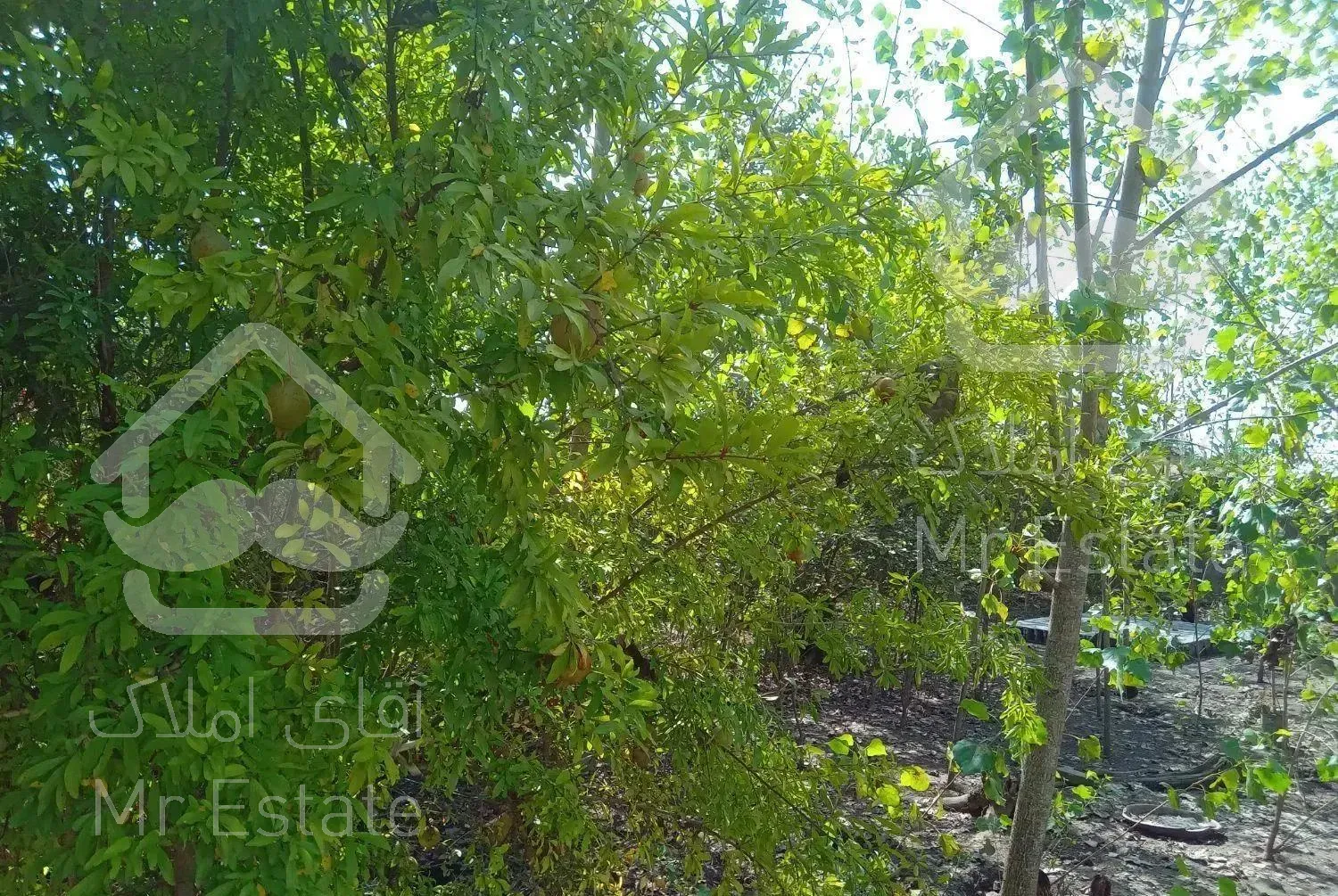 اجاره ویلا باغ خانوادگی